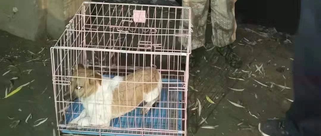 铜川市关爱小动物保护救助中心