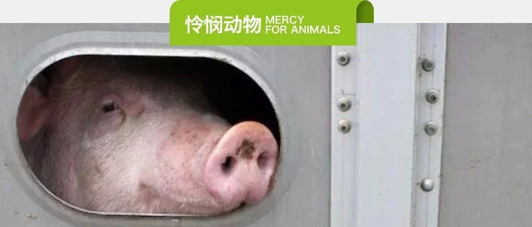 素易购GoVegan